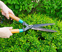 Landscape Maintenance